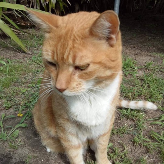 gerkin cat lost 11 july